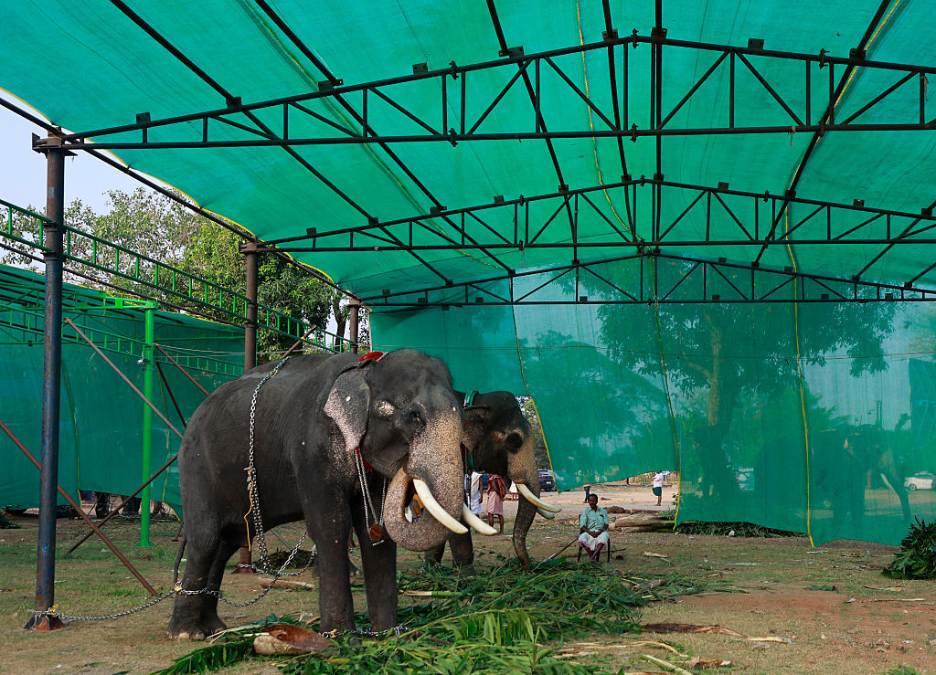 الجيش الإندونيسي يدعم السلطات المحلية في مواجهة الأفيال في لامبونج