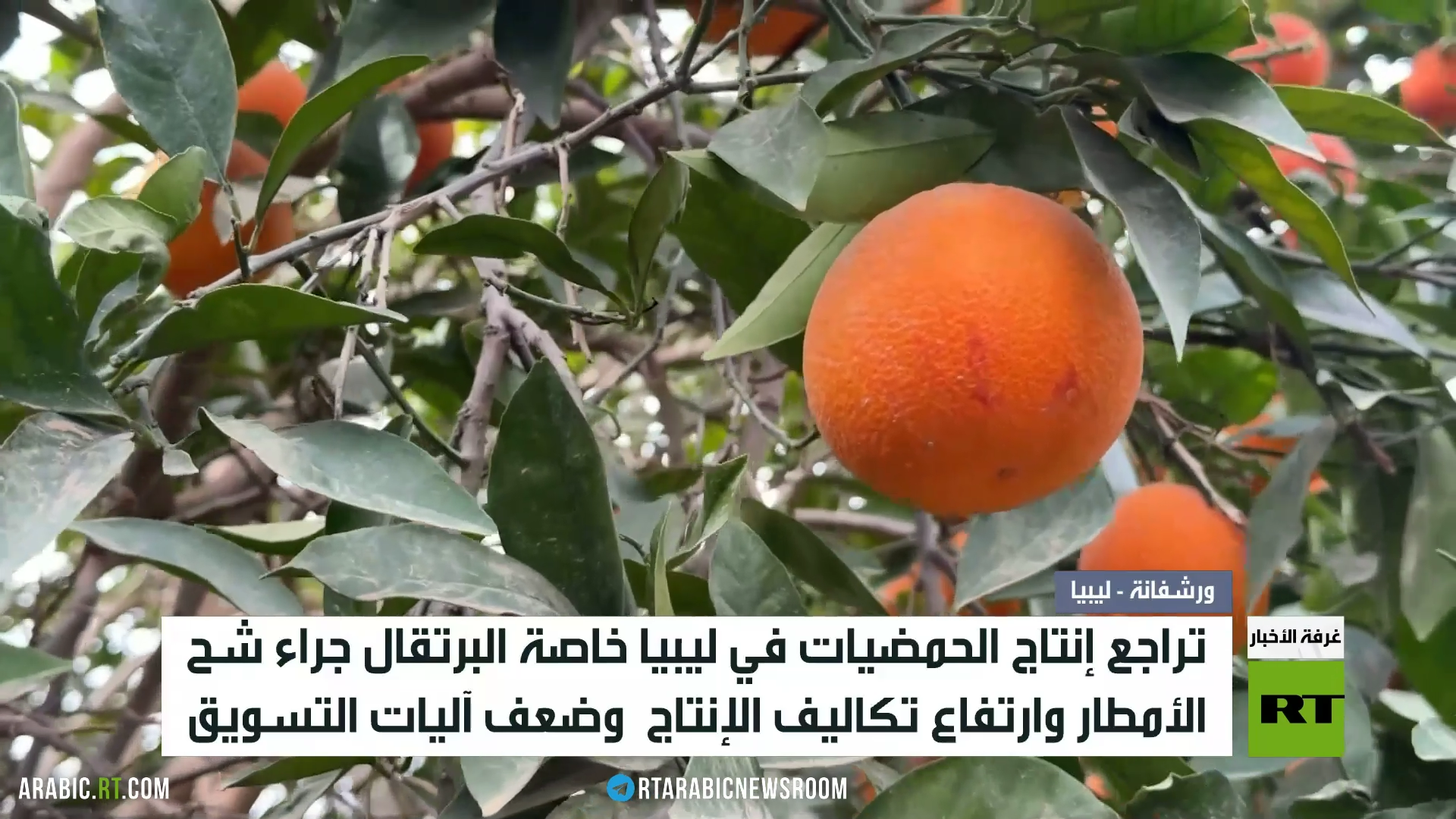 ليبيا.. تراجع بإنتاج الحمضيات