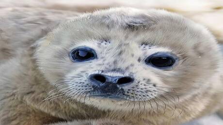 ولادة أول فقمة مرقطة في محمية بحرية بمنطقة الشرق الأقصى الروسي (فيديو)