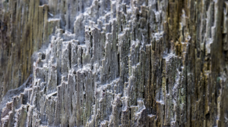 اكتشاف كائن غريب منقرض يربك العلماء ويثير دهشتهم 