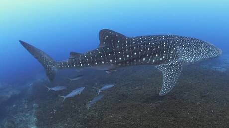 غضب واستياء ودعوات للمحاسبة.. اصطياد قرش حوتي مهدد بالانقراض بطريقة وحشية بالبحر الأحمر (فيديو)