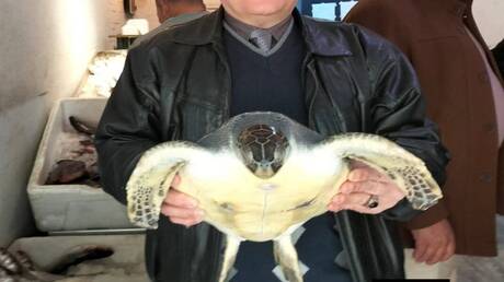 البيئة المصرية تنقذ سلحفاة بحرية مهددة بالانقراض من محل مأكولات - عاجل 