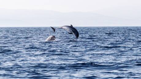 عينات قمرية تعيد تقييم أصل المياه على كوكب الأرض