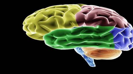 أطعمة تحسن وظائف الدماغ 