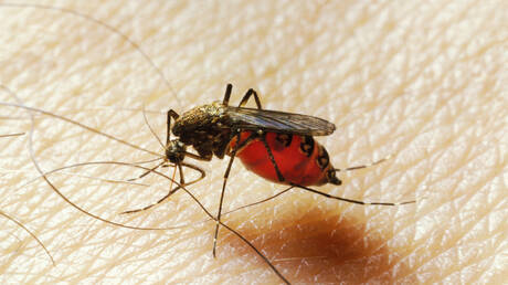 ظاهرة تهدد بانتشار أمراض مميتة.. علماء يحذرون من تزايد تعطش البعوض لدم الإنسان