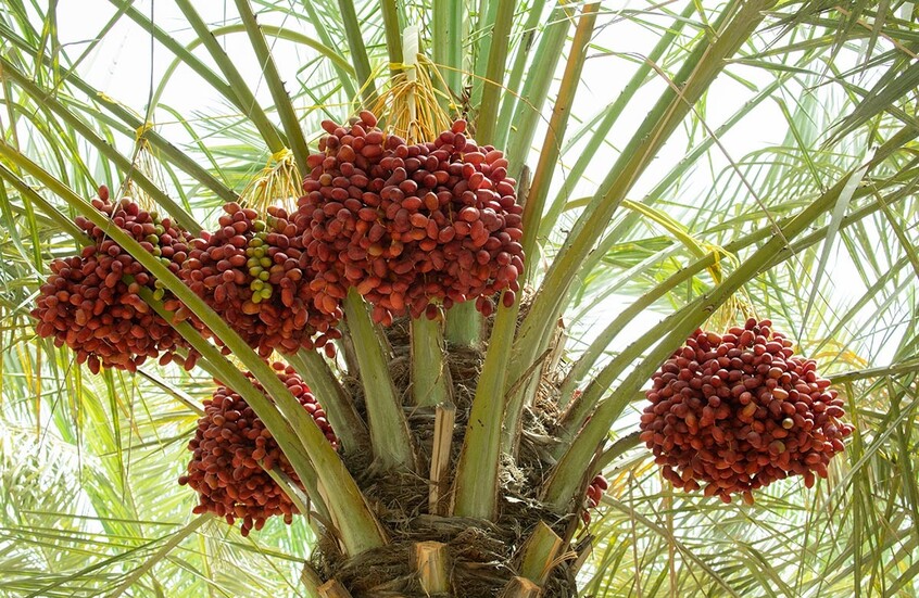 صحيفة عبرية: عاصفة التمر الإسرائيلي تهز مصر