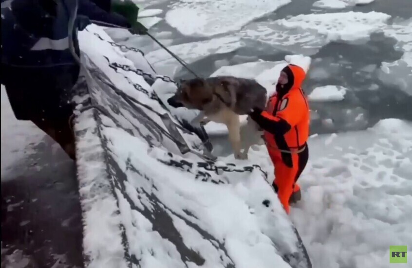 روسيا.. إنقاذ كلبين علقا على كتلة جليد
