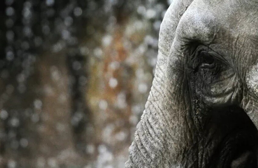 سلاح أرهب الإسكندر الأكبر وجعله بقدَّم أضحية لإله الخوف!