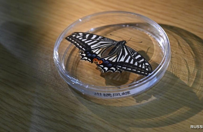 الأولى عالميا..  تجربة صينية ناجحة لفقس فراشة في الفضاء