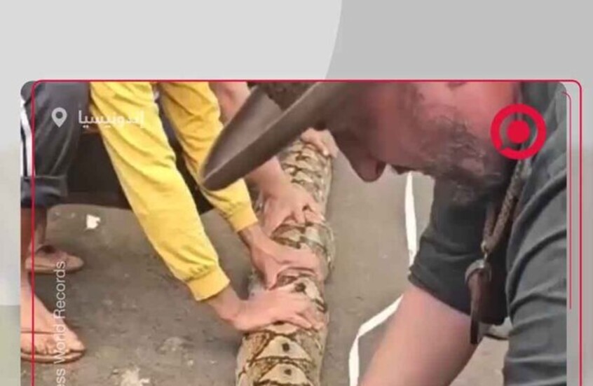 البارونة.. أطول ثعبان بري في العالم بإندونيسيا يدخل "غينيس"