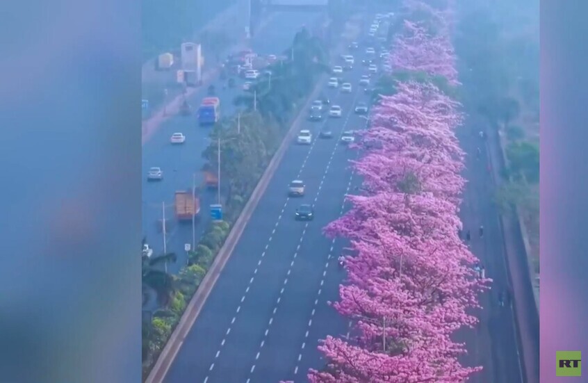 الهند تشهد موسم أزهار الكرز في مومباي
