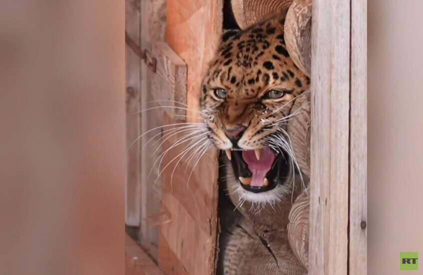 لقطات نادرة لفهد "إلبروس" في حديقة حيوان موسكو