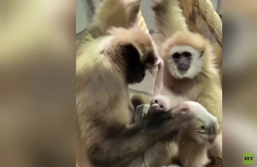 سان بطرسبورغ.. مولود جديد من "غيبون أبيض اليد" في حديقة حيوانات لينينغراد