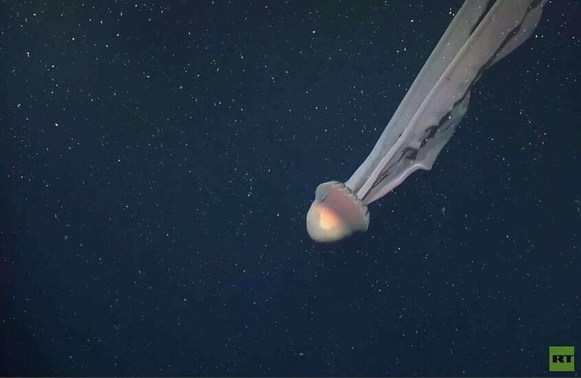 مشاهد لقنديل البحر العملاق النادر قبالة سواحل الأرجنتين