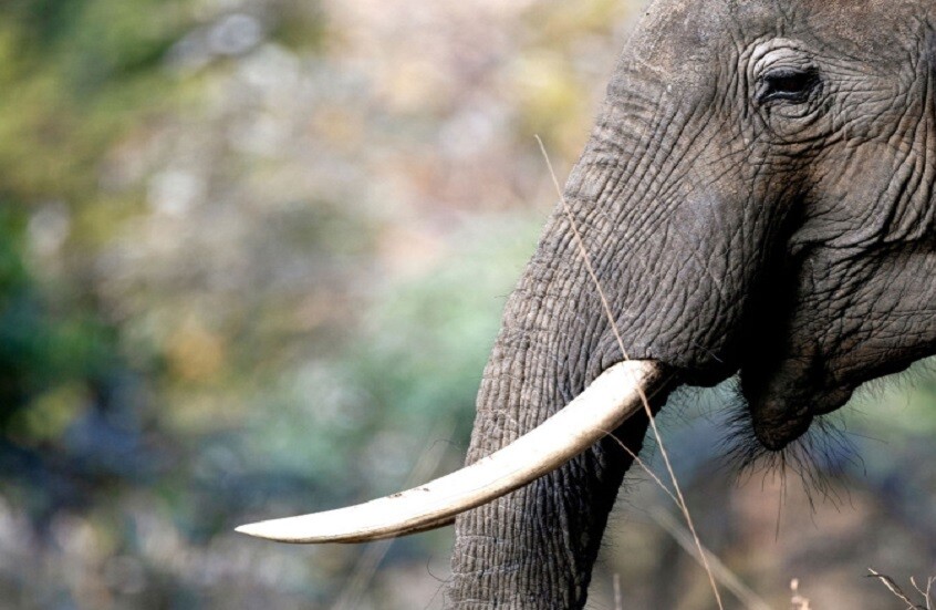 فيل بري يهاجم سائحين روسيين في سريلانكا