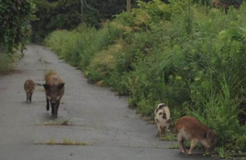 بعد 15 عاما على كارثة فوكوشيما.. علماء يفكون لغز الخنازير الهجينة المشعة