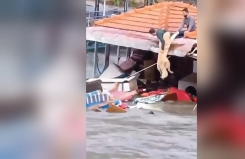 شاهد.. رجلان يخاطران بحياتهما لإنقاذ كلب جرفه الفيضان في تركيا