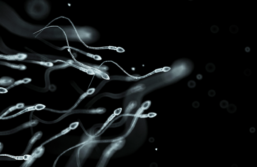 متى يبدأ إنتاج الحيوانات المنوية بالتراجع عند الرجل؟