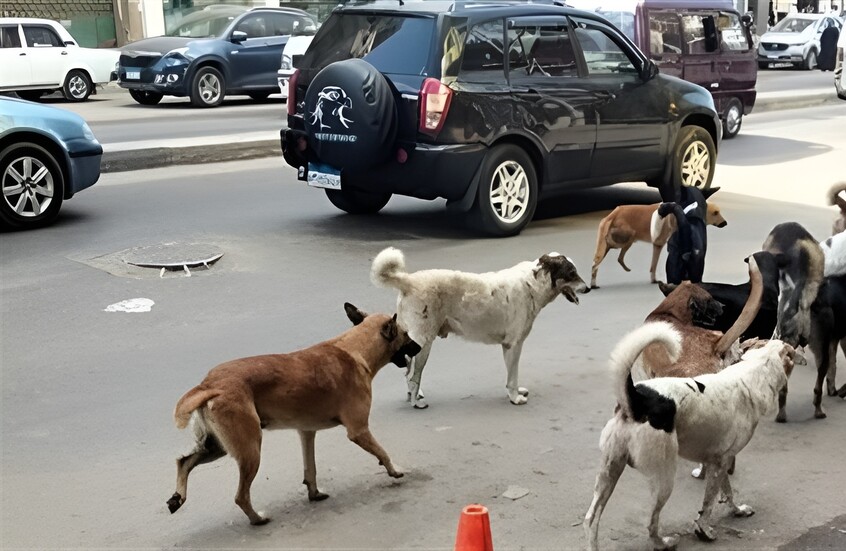 لحظات مرعبة.. قطيع كلاب يحاصر طفلا مصريا (فيديو)
