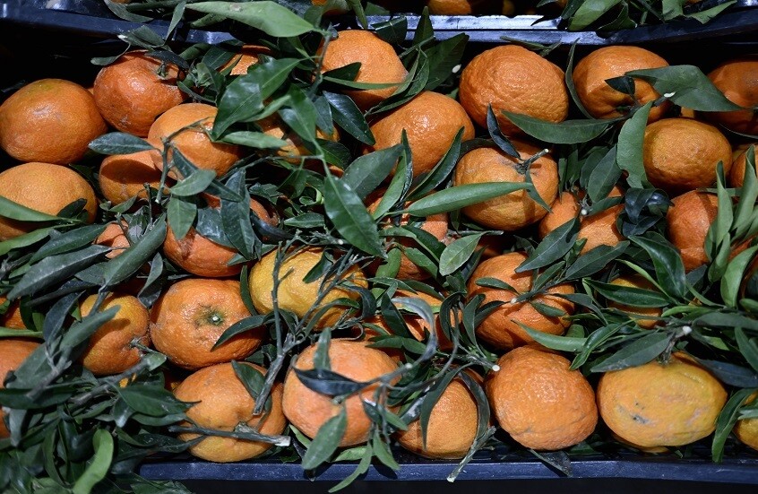 روسيا.. منهجية مبتكرة لتعزّيز كفاءة استخلاص المواد النشطة بيولوجيا