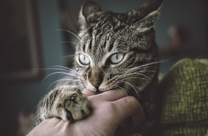 القطط قد تحمل مفتاح التغلب على السرطان