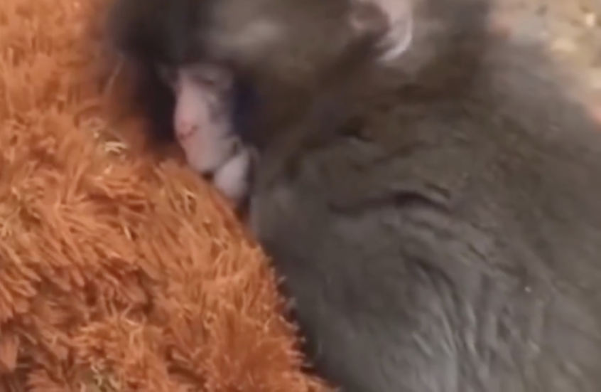 فيديو لأشهر قرد في اليابان.. قصة حزينة وراء تعلقه بلعبة "الأورانغوتان"