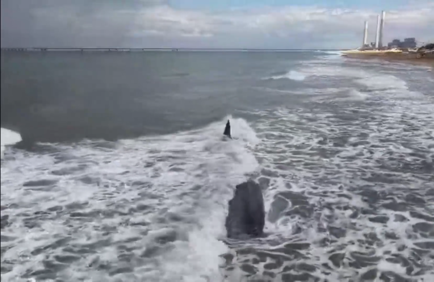 المياه تجرف حوتا نافقا مهددا بالانقراض إلى الشواطئ الإسرائيلية