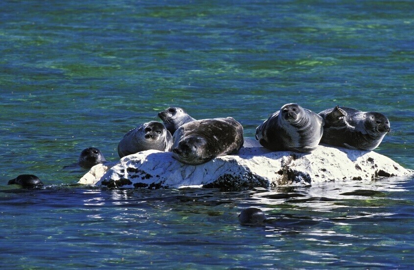 علماء يربطون نفوق الحيوانات الجماعي في بحر قزوين بحدوث زلازل تحت الماء