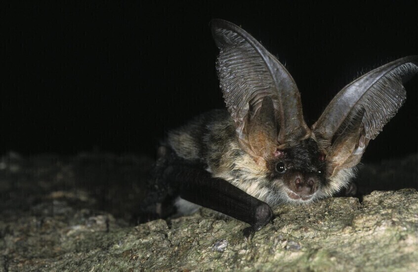 بعد رصد حيوانات تفترس خفافيش مصابة.. مخاوف من انتقال فيروس فتاك إلى البشر