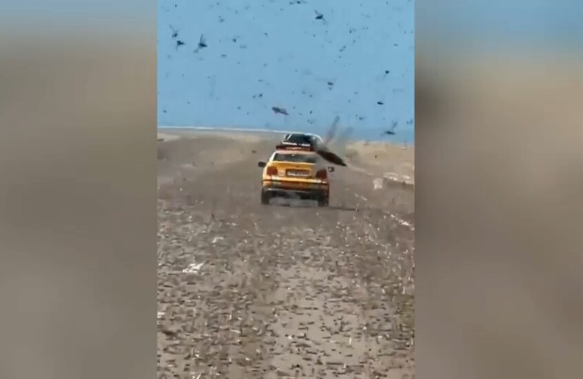 المغرب.. أسراب هائلة غير مسبوقة من الجراد تجتاح مدينتين في الصحراء الكبرى