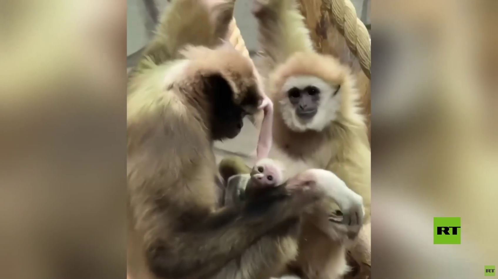 سان بطرسبورغ.. مولود جديد من "غيبون أبيض اليد" في حديقة حيوانات لينينغراد