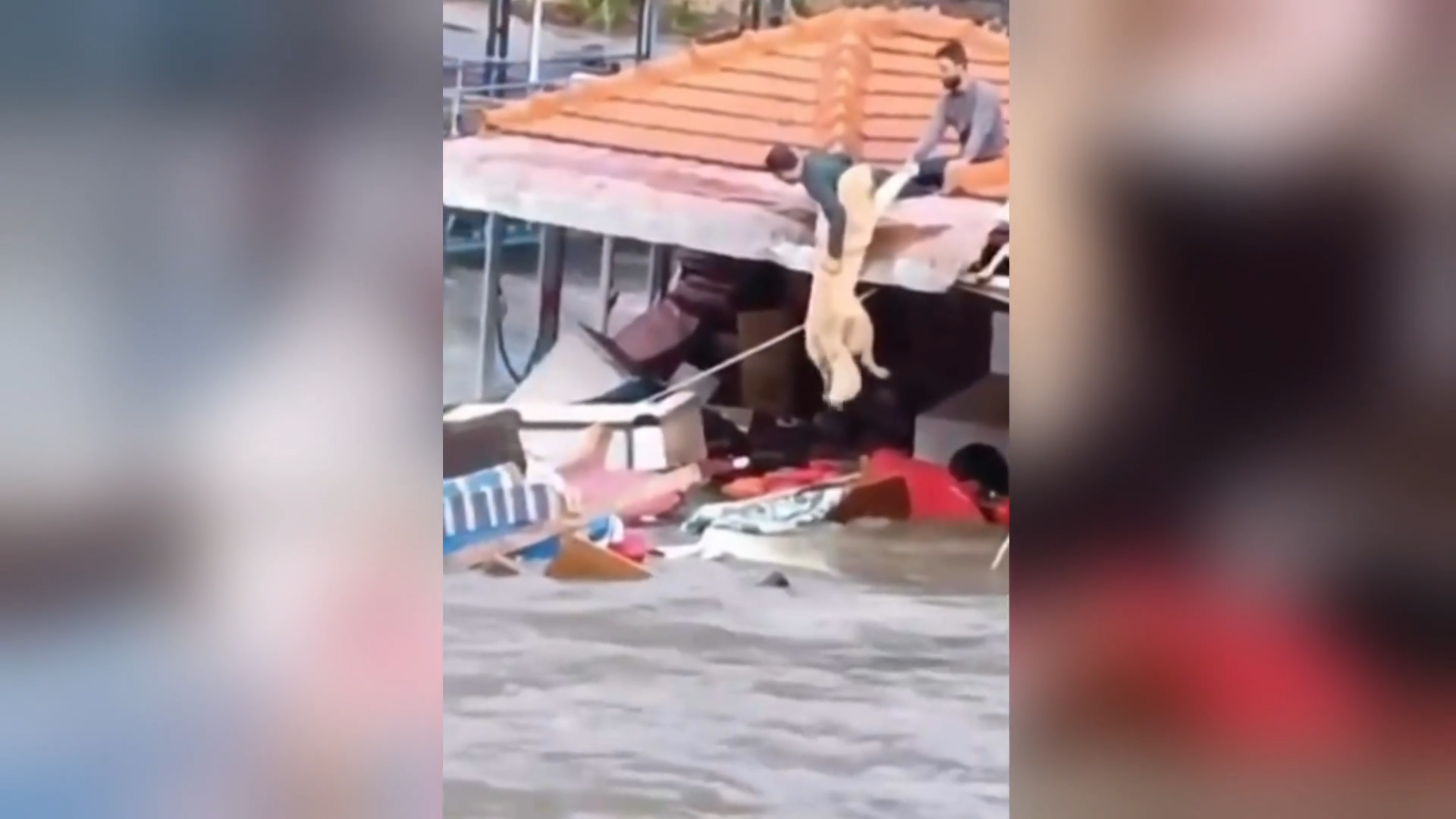 شاهد.. رجلان يخاطران بحياتهما لإنقاذ كلب جرفه الفيضان في تركيا