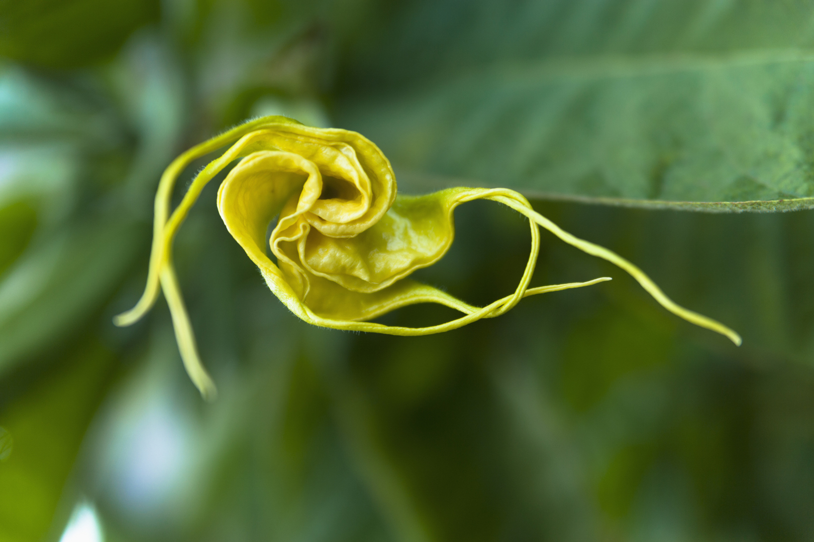 "نفس الشيطان".. وثائق تكشف اهتمام إبستين بنبات سام يحول الضحايا إلى "زومبي"!