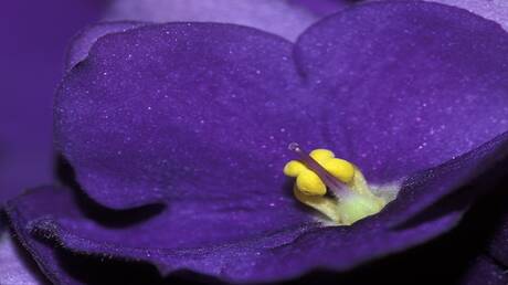 لماذا لا يوجد اللون البنفسجي في الطيف؟