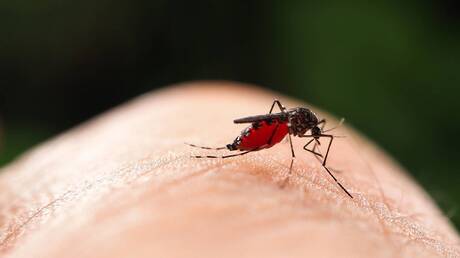 بعد تسجيل إصابة مستوردة.. هل يمكن أن تنتشر حمى الشيكونغونيا في روسيا؟