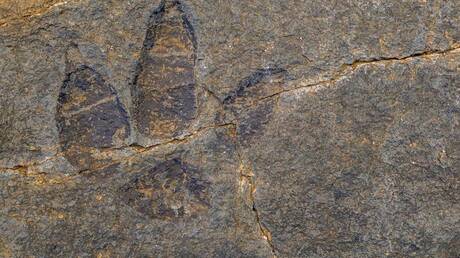 اكتشاف آثار ديناصورات عمرها 132 مليون سنة بجنوب إفريقيا