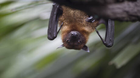 تجارب علمية تثبت قدرة البشر على اكتساب مهارات شبيهة بالخفافيش