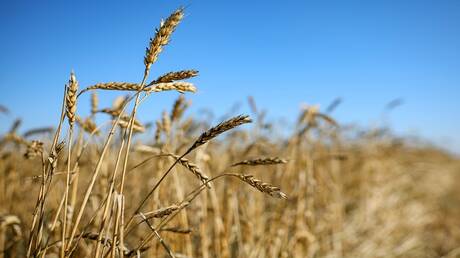 السفير الروسي: روسيا صدرت أكثر من 8 ملايين طن من القمح إلى مصر خلال عام