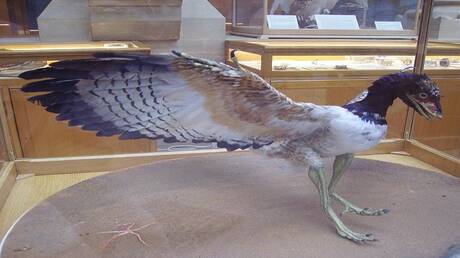 دراسة تكشف خصائص فموية لأركيوبتريكس تشبه الطيور الحديثة