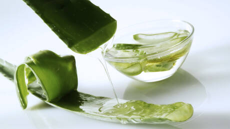 مادة في الصبار قد تغير مستقبل علاج ألزهايمر 