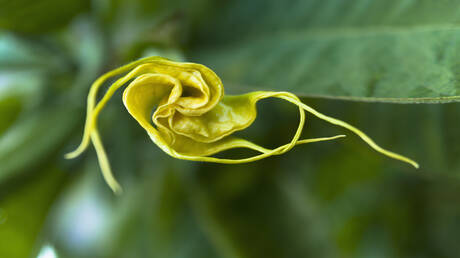 "نفس الشيطان".. وثائق تكشف اهتمام إبستين بنبات سام يحول الضحايا إلى "زومبي"!