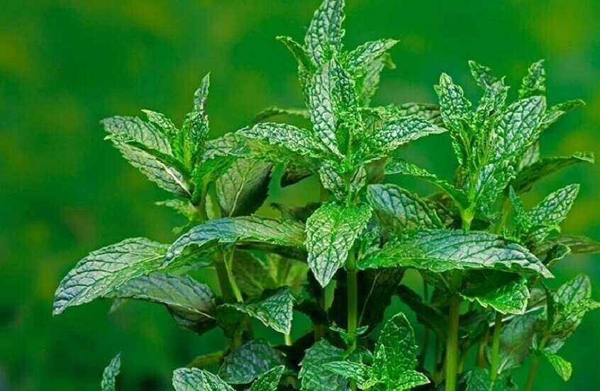 كيف يخدع النعناع جسمك ليشعر بالبرودة؟.. صور عالية الدقة تكشف السر لأول مرة