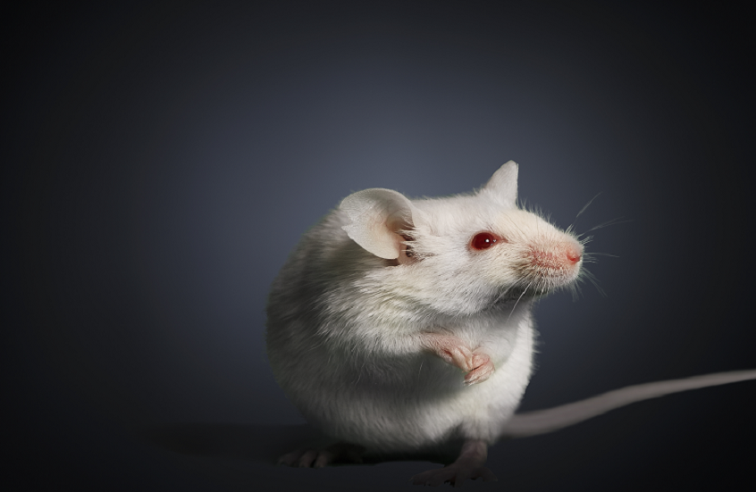 اختراق علمي: إعادة بناء مقاطع فيديو لما تراه الفئران عبر تحليل نشاط أدمغتها فقط