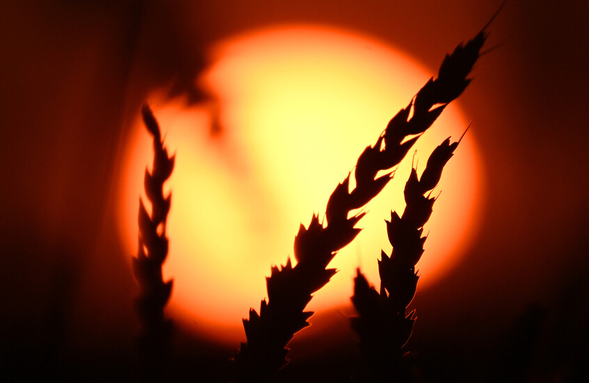 صعود القمح متأثرا بتدهور المحاصيل الأمريكية وشلل إمدادات الأسمدة من الخليج