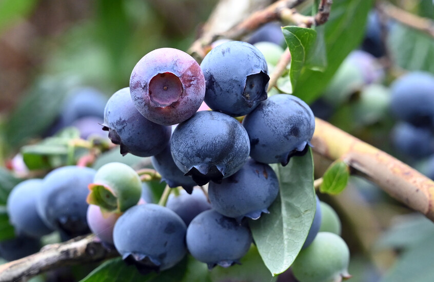 التوت الأزرق البري.. جرعة يومية تحمي قلبك وتحسّن هضمك