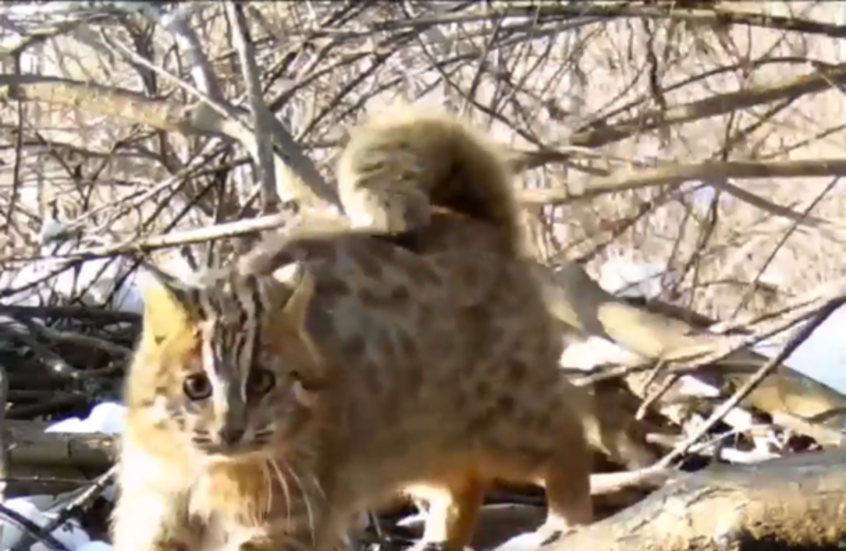 روسيا.. قط يسرق صيد ثعلب الماء في محمية "أرض النمر"