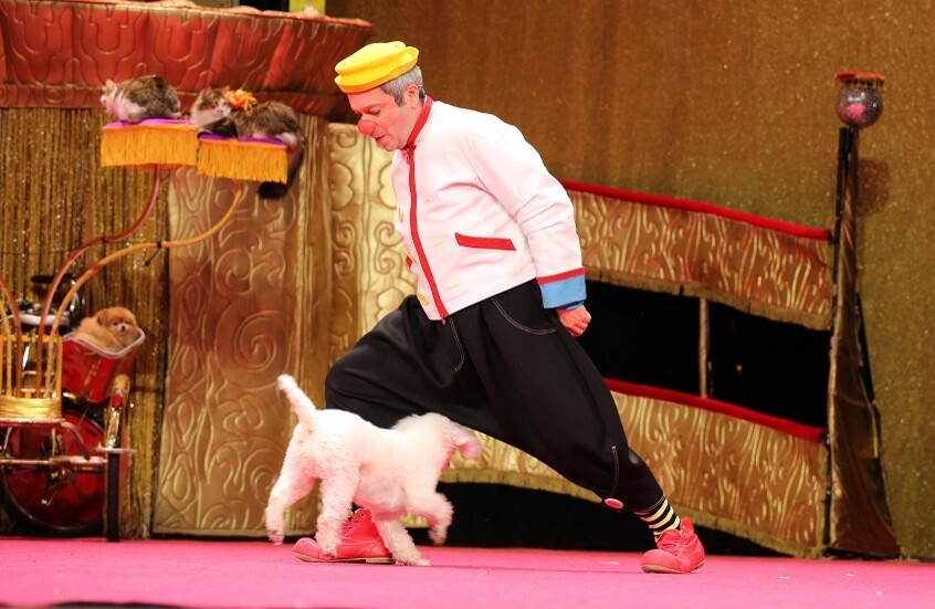 ثلاث قطط ناجيات من مناطق النزاع يتألقن على خشبة مسرح كوكلاشيف