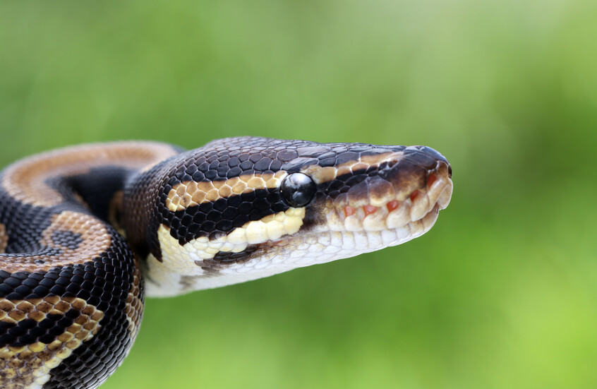 دم ثعبان البايثون يفتح آفاقا لعلاج السمنة!