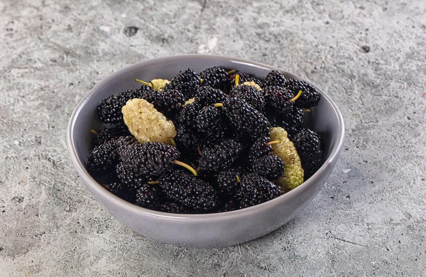 مستخلص من التوت يحسن صحة الأمعاء ويقلل الالتهابات في التجارب المخبرية