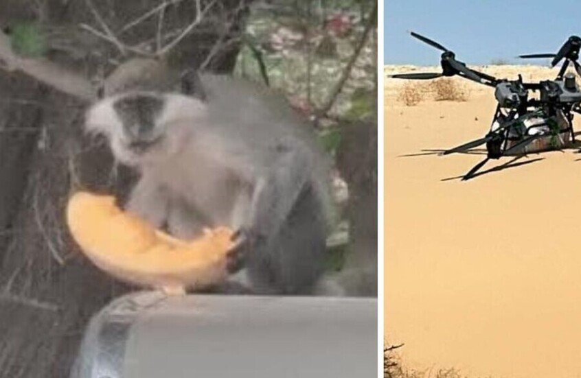 عبر طائرات مسيرة عملاقة.. تهريب 25 قرد غينون من سيناء لإسرائيل